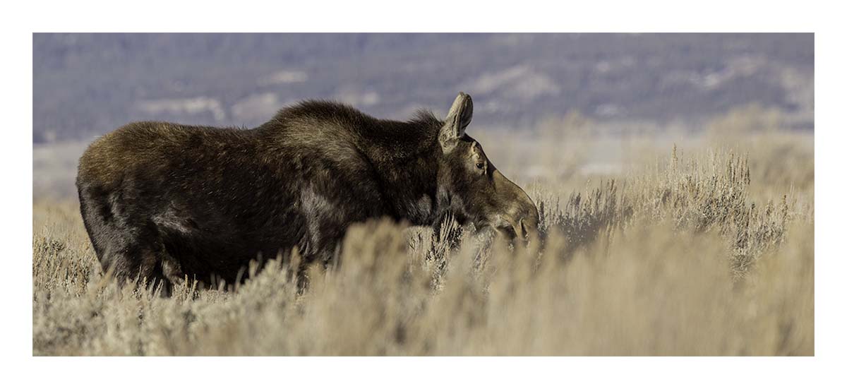 Grand Teton NP